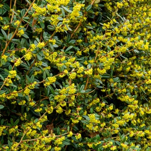 Барбарис Юлианы 490₽