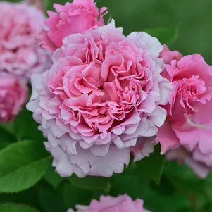 

Роза Бьенвеню