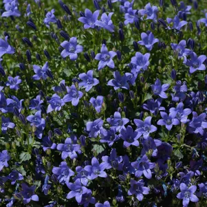 Колокольчик Клипс Дип Блю карпатский 290₽