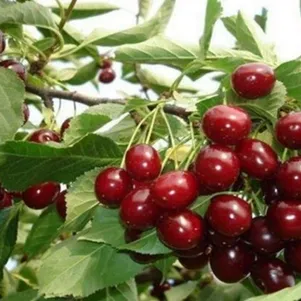 

Черешня Итальянка крупноплодная