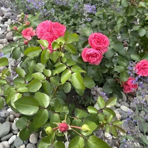 

Роза Леонардо да Винчи, Мейян (лиц)