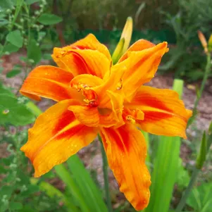 Лилейник Квансо 690₽