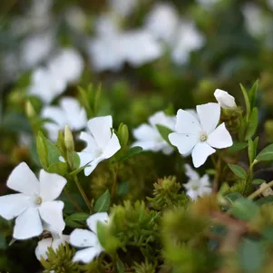 Барвинок Вайт Пауэр малый 390₽