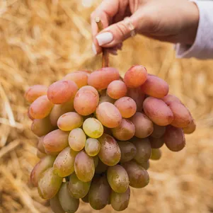 

Виноград Преображение крупный урожайный