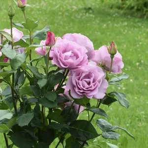 

Роза Муди Блю