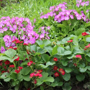 

Клубника Тристан ремонтантная