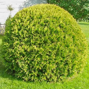 

Туя шаровидная Глобоза Ауреа