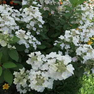 Гортензия Юник Уникальный метельчатая 650₽