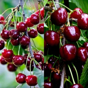 

Вишня Шоколадница + опылитель