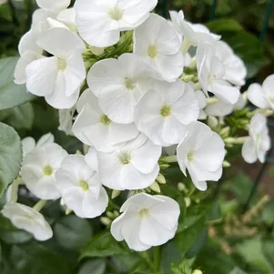 Флокс Вайт Спарр метельчатый 260₽