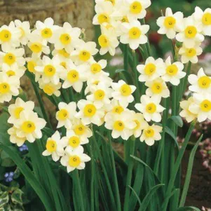 

Нарцисс Минноу мини 5шт