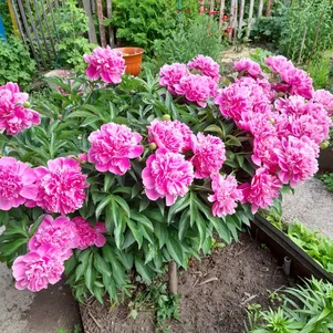 Пион Александр Флеминг 990₽