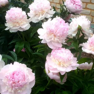 Пион лекарственный Мутабилис Плена 990₽