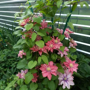 Клематис Литл Мермейд крупноцветковый 2 850₽