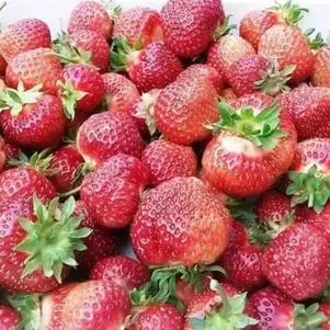 

Клубника Полка крупная очень сладкая среднеспелая