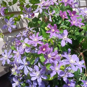 Клематис Арабелла крупноцветковый 3 490₽