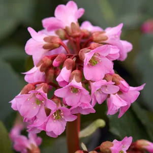 Бадан Мэджик Джайнт 690₽