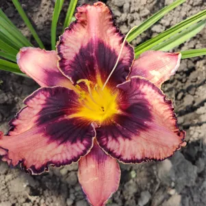 Лилейник Овесом Блоссом 750₽