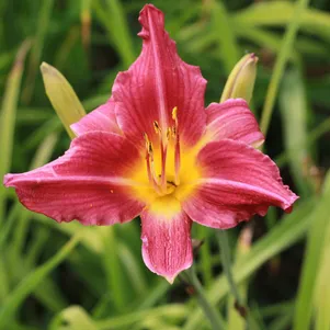 Лилейник Бурбон Кингс 390₽