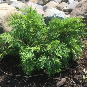 

Микробиота перекрестнопарная