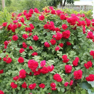 

Роза Хансалэнд ругоза (лиц)