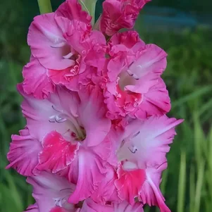 

Гладиолус Вечорка