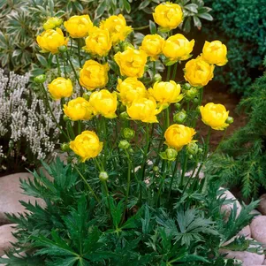 Купальница Лемон Квин 490₽