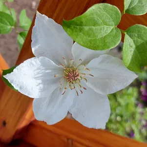 Клематис Дестини Судьба крупноцветковый 2 790₽