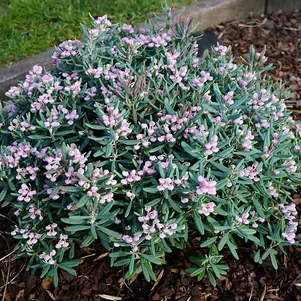 

Андромеда Блю Айс