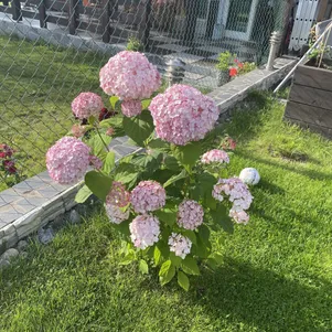 Гортензия Кандибелле Баблгам древовидная 1429₽