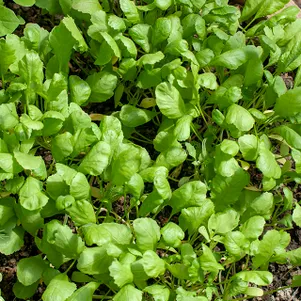 Кресс-салат Витаминчик ранний автор цп 20 г Семена Гавриш 41₽