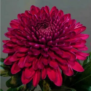 

Хризантема Ягуар Пурпл