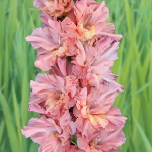 

Гладиолус Шоколадное Парфэ