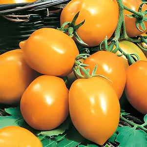 Томат Непас-5 Оранжевый с носиком непасынкующийся 01 г цп Семена Седек 61₽