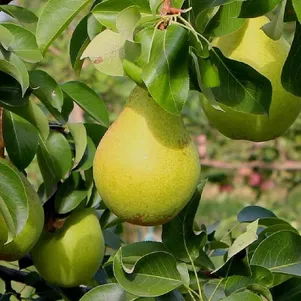 

Груша Добрянка