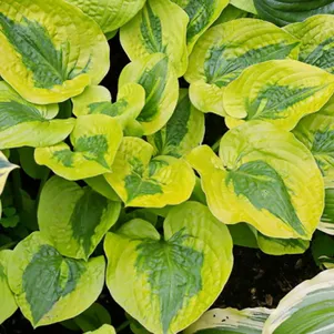 

Хоста Глед Регс (M)