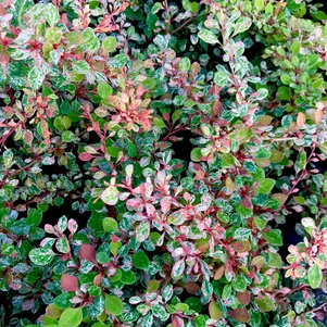 

Живая изгородь: Барбарис Наташа 10шт