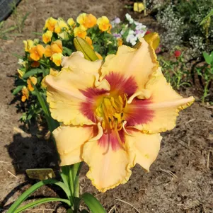 Лилейник Баю Брайд 350₽