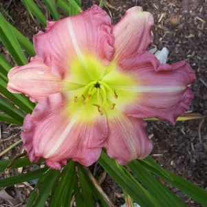 Лилейник Сью Ротбауэр 490₽