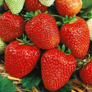 

Клубника Вима Рина ремонтантная крупноплодная сладкая с кислинкой