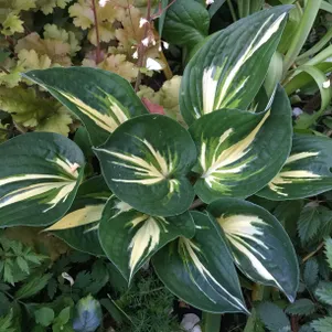 Хоста Клиффордс Стингрей ML 680₽