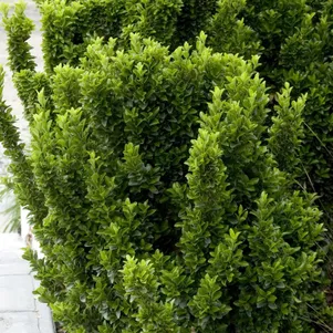 

Бересклет японский Грин Спайр