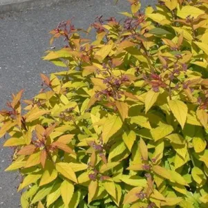 

Спирея Литл Флейм