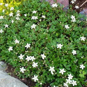 Лапчатка Нуук 490₽