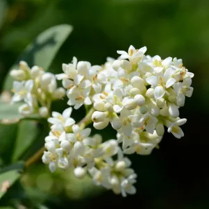 

Бирючина обыкновенная