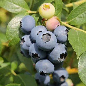 

Голубика Айно