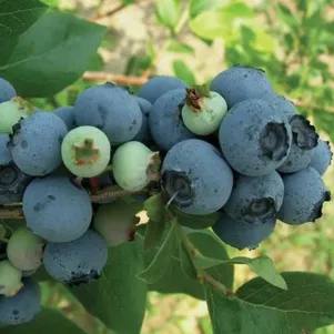 

Голубика Блюджей