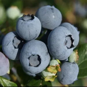 

Голубика Торо