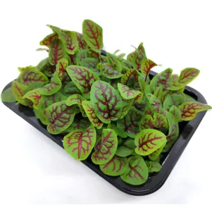 

Микрозелень Семена Щавеля Кровавая Мэри на 10 проращиваний (2 г)