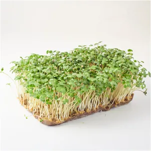 

Набор микрозелени Горчица на 10 проращиваний (лоток, коврики, семена)